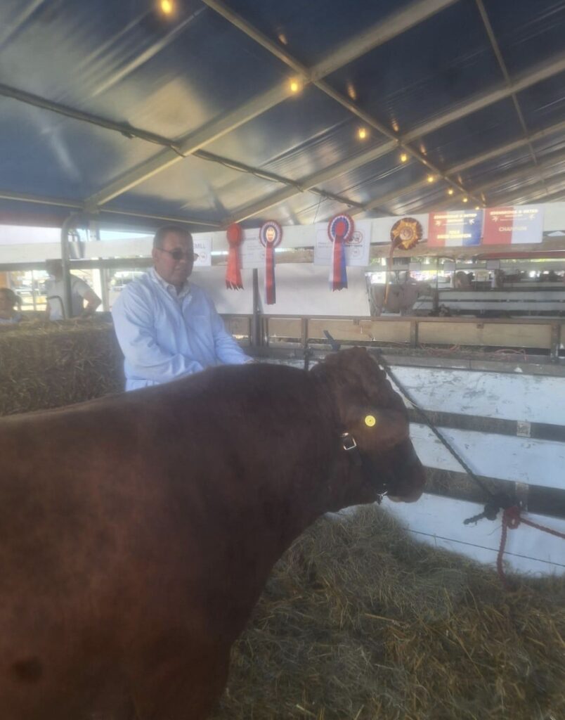 Rudolph in the cattle lines showing some of his awards at Edenbridge & Oxted show.